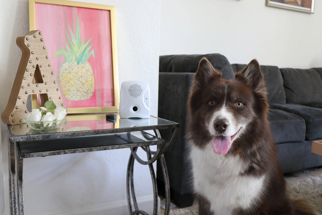 Dog Training Device with Remote Control X508295