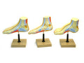 Human Feet Model Set M908036