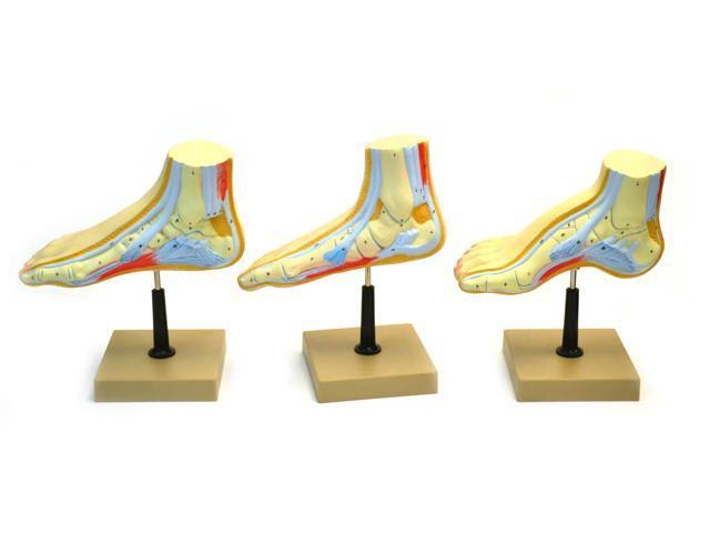Human Feet Model Set M908036