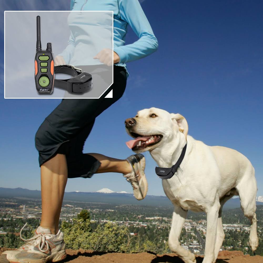 2 Collars Waterproof Dog Training Collar N268125